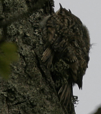 Trdkrypare (Treecreeper)