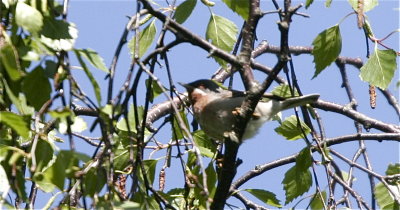 Rdstrupig sngare (Subalpine Warbler)