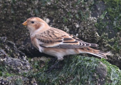 Snow Bunting