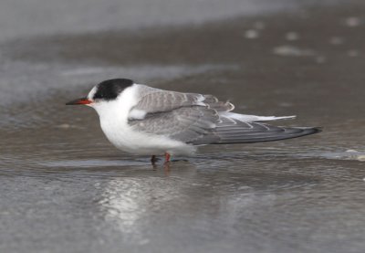 Arctic Tern