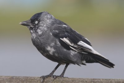 Eurasian Jackdaw (leucistic)