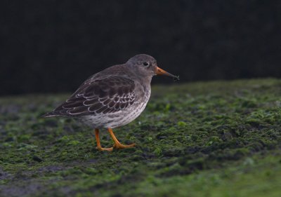 Purple Sandpiper