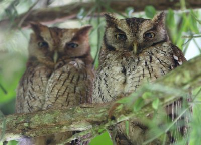 Tropical Screech Owl