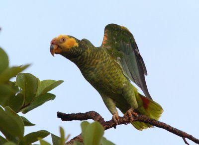 Yellow-faced Parrot