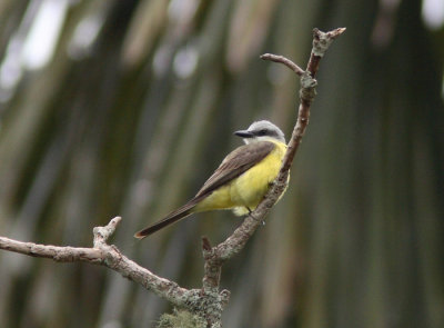 White-throated Kingbird