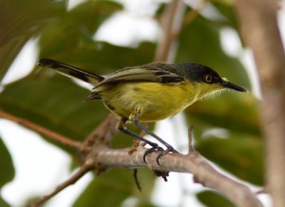 Common Tody-Flycatcher