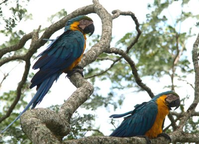 Blue-and-yellow Macaw