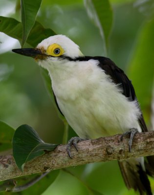 White Woodpecker