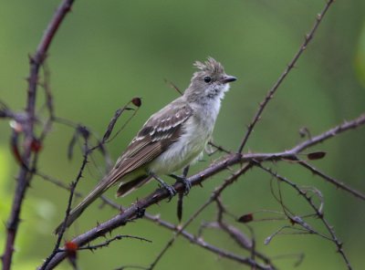 Yellow-bellied Elaenia