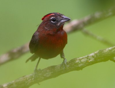 Red-crested Finch