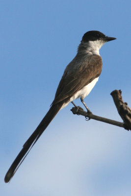 Fork-tailed Flycatcher