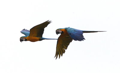 Blue-and-yellow Macaw