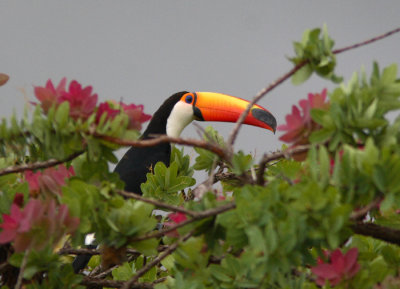 Toco Toucan