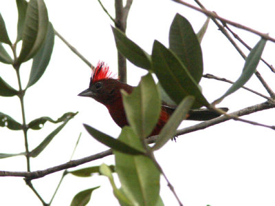 Red-crested Finch