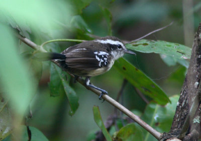 Black-bellied Antwren