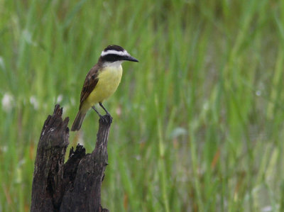 Lesser Kiskadee