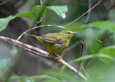 Flavescent Warbler