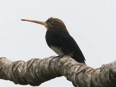 Brown Jacamar