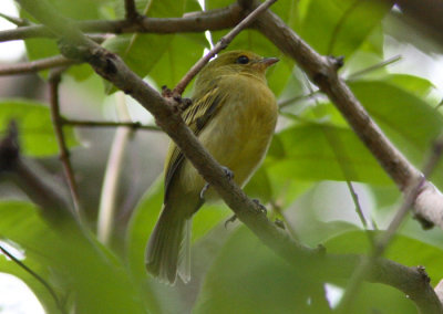 Yellow-breasted Flycatcher