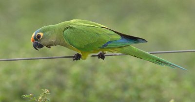 Peach-fronted Parakeet