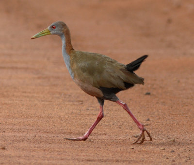 Giant Wood Rail