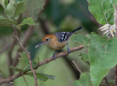 Large-billed Antwren