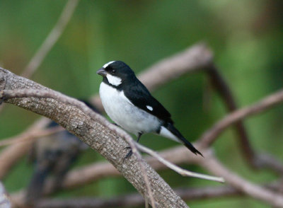 Lined Seedeater