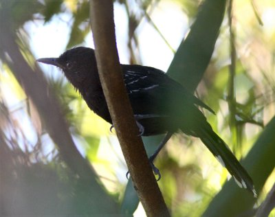 Bananal Antbird