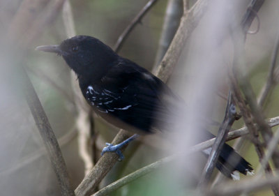 Bananal Antbird