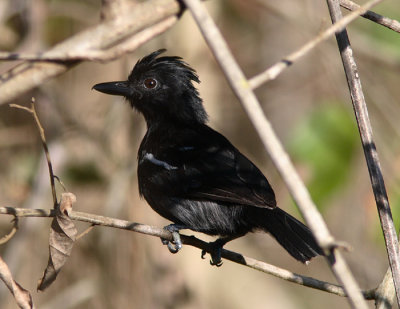 Glossy Antshrike