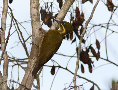 Golden-green Woodpecker