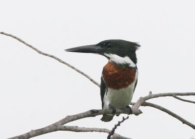 Amazon Kingfisher