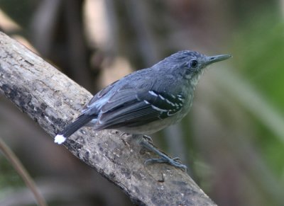 Band-tailed Antbird