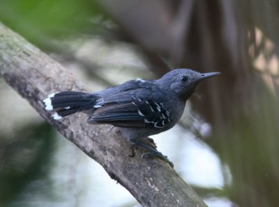 Band-tailed Antbird