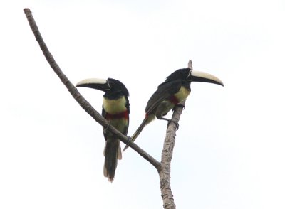 Black-necked Aracari