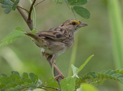 Yellow-browed Sparrow