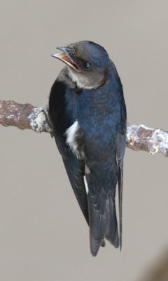 Grey-breasted Martin