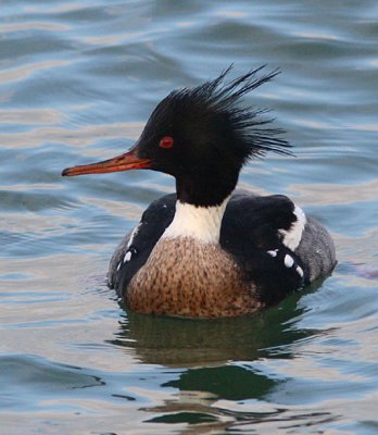 Red-breasted Merganser