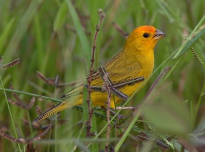 Saffron Finch