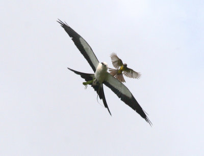 Swallow-tailed Kite