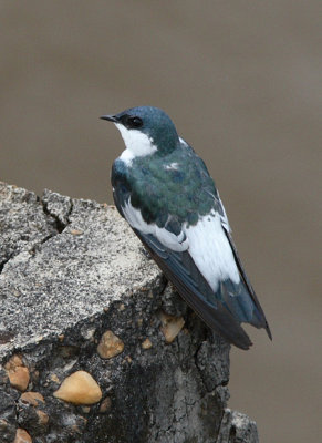 White-winged Swallow