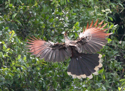 Hoatzin