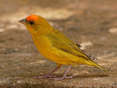 Orange-fronted Yellow Fnch