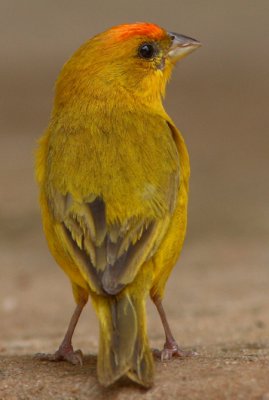 Orange-fronted Yellow Finch