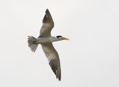 Large-billed Tern