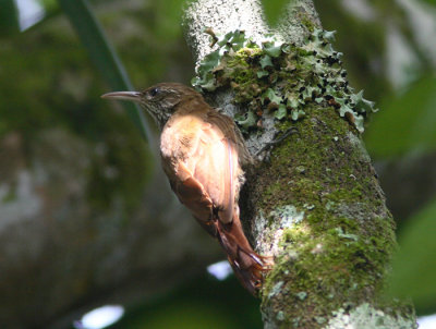 Lineated Woodcreeper