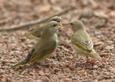 Orange-fronted Yellow Finch