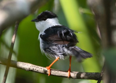 White-bearded Manakin