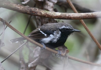 White-fringed Antwren