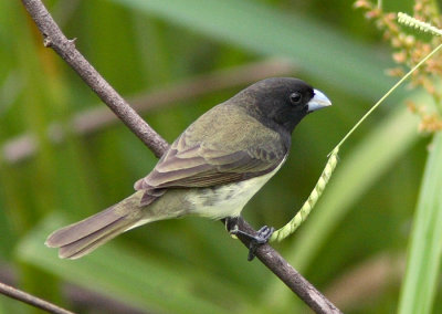 Yellow-bellied Seedeater